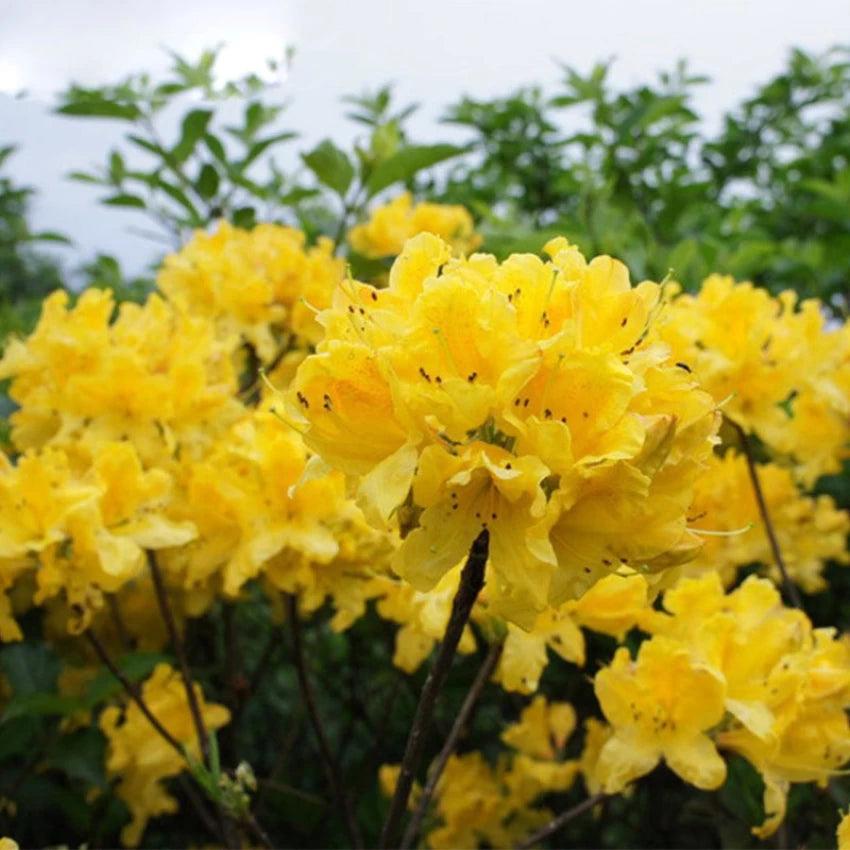 Light Yellow Azalea Flower Seeds for Planting – Heirloom, Non-GMO, High Germination Bright Ornamental Shrub Seeds