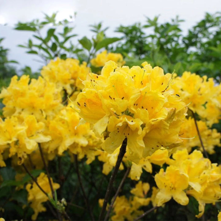 Light Yellow Azalea Flower Seeds for Planting – Heirloom, Non-GMO, High Germination Bright Ornamental Shrub Seeds