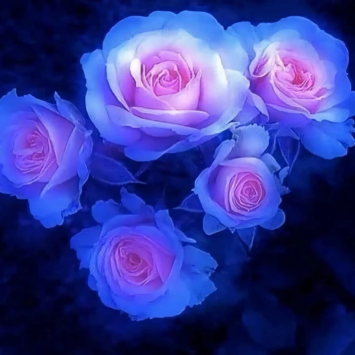 Pink Blue Rose Flower Seeds for Planting - 100 pcs