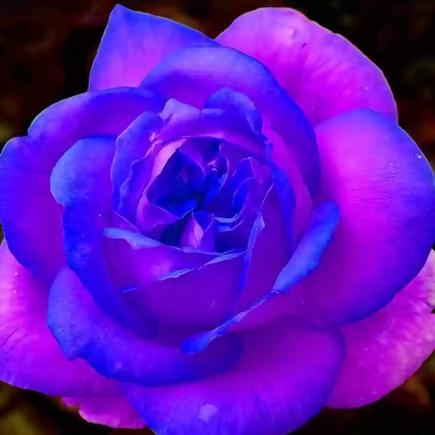 Fresh Rose Flower Seeds for Planting, Blue Pink 100 pcs