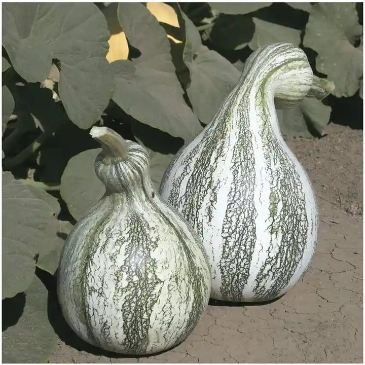 Cushaw Pumpkin Vegetable Seeds for Planting – Heirloom, Non-GMO, High Germination Organic Seeds