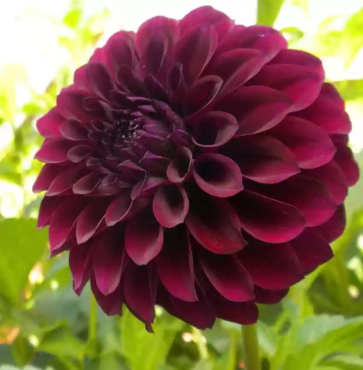 Friske Dahlia Blomsterfrø til udplantning, Rød 100 stk