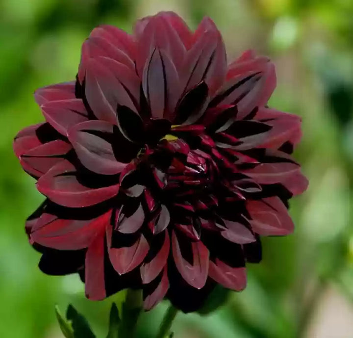 Fresh Dahlia Flower Seeds for Planting, Red 100 pcs