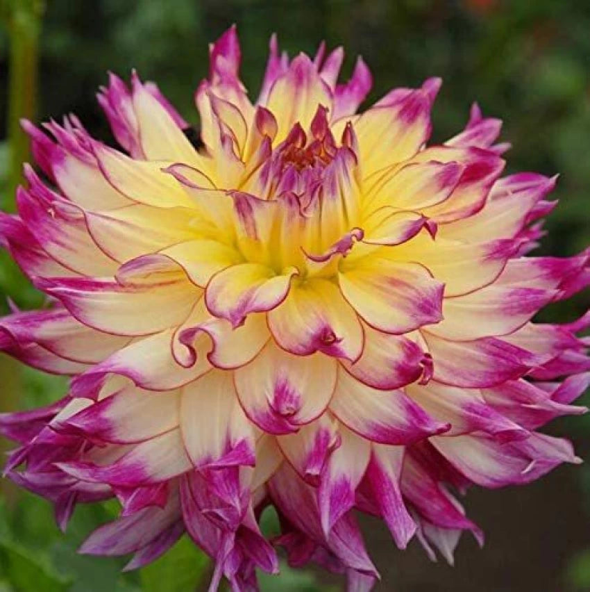 Dahlia Blomsterfrø til udplantning - Pink &amp; Gul 100 stk