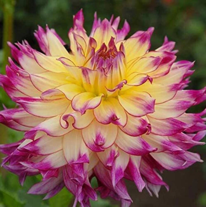 Dahlia Flower Seeds for Planting - Pink & Yellow 100 pcs