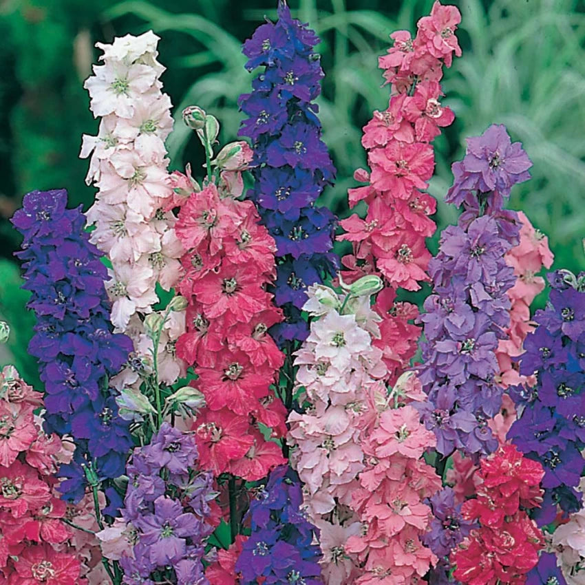 Lærkespore blomsterfrø til udplantning, 100 stk