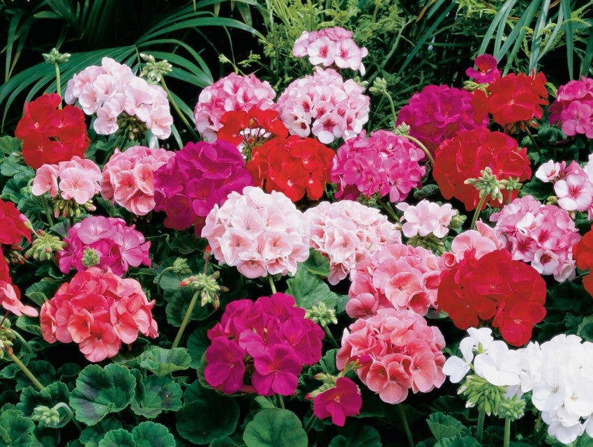 Mixed Geraniums Flower Seeds for Planting - 100 pcs