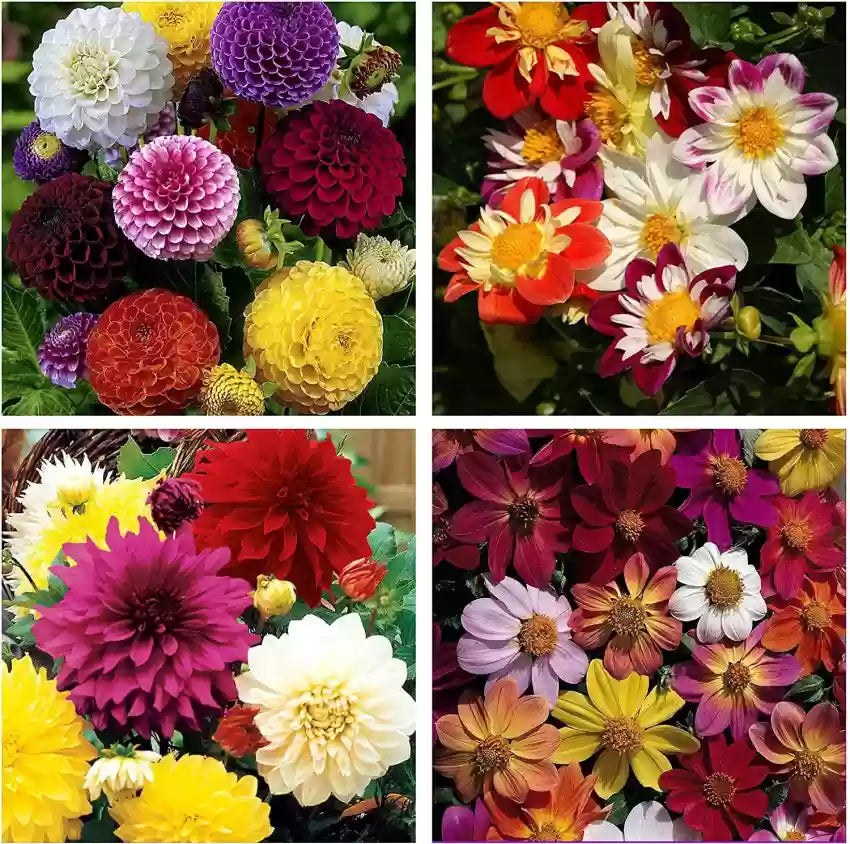 Multi-Colored Dahlia Perennial Flower Seeds for Planting 100 pcs