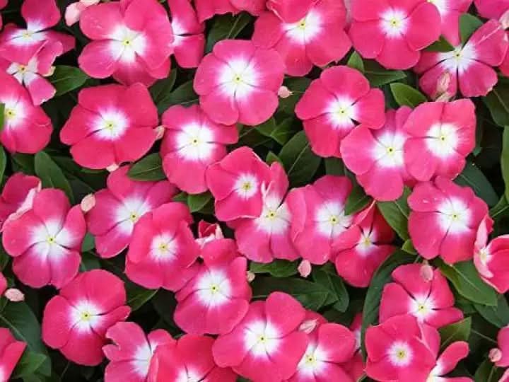 heirloom non flower seeds