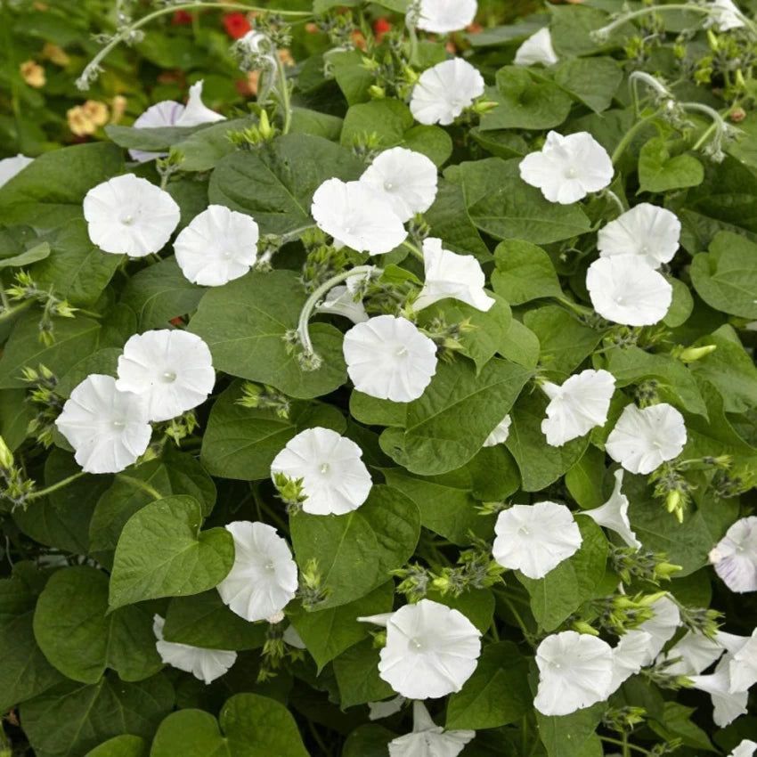 moon plant seeds Moon Flower Non-GMO Heirloom Seeds – Neeraseeds
