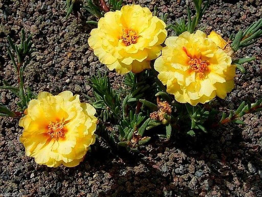 yellow moss flower seeds