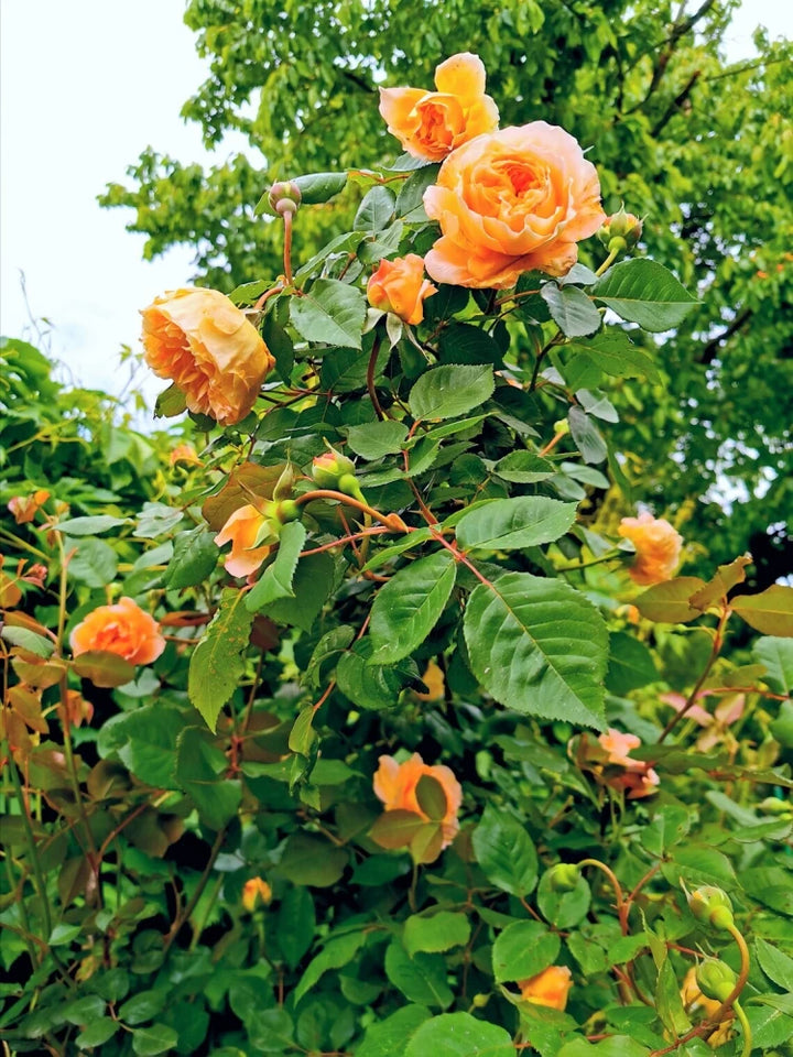 Dark Orange Climbing Rose Seeds for Planting – Heirloom, Non-GMO, High Germination Garden Flower Seeds