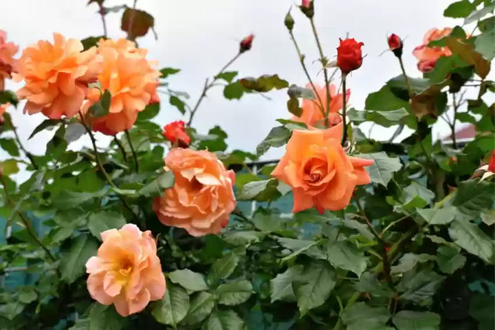 Light Orange Rose Tree Flower Seeds for Planting - 100 pcs