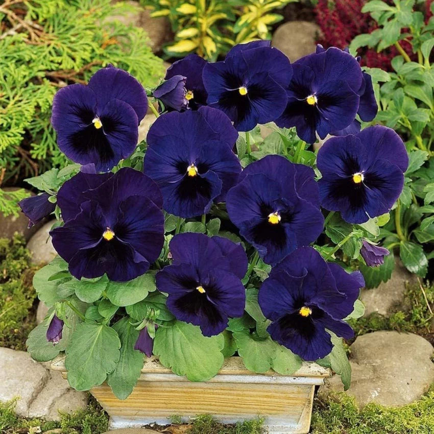 Deepblue Pansy Flower Seeds for Planting - 100 pcs