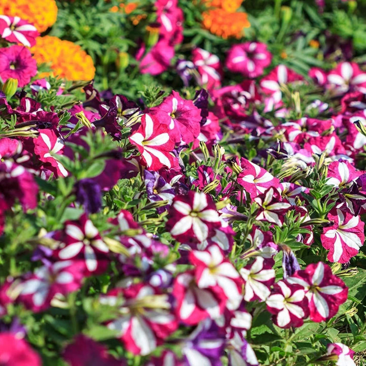 Petunia Blomsterfrø til Plantning Lyserød Hvid 100 stk