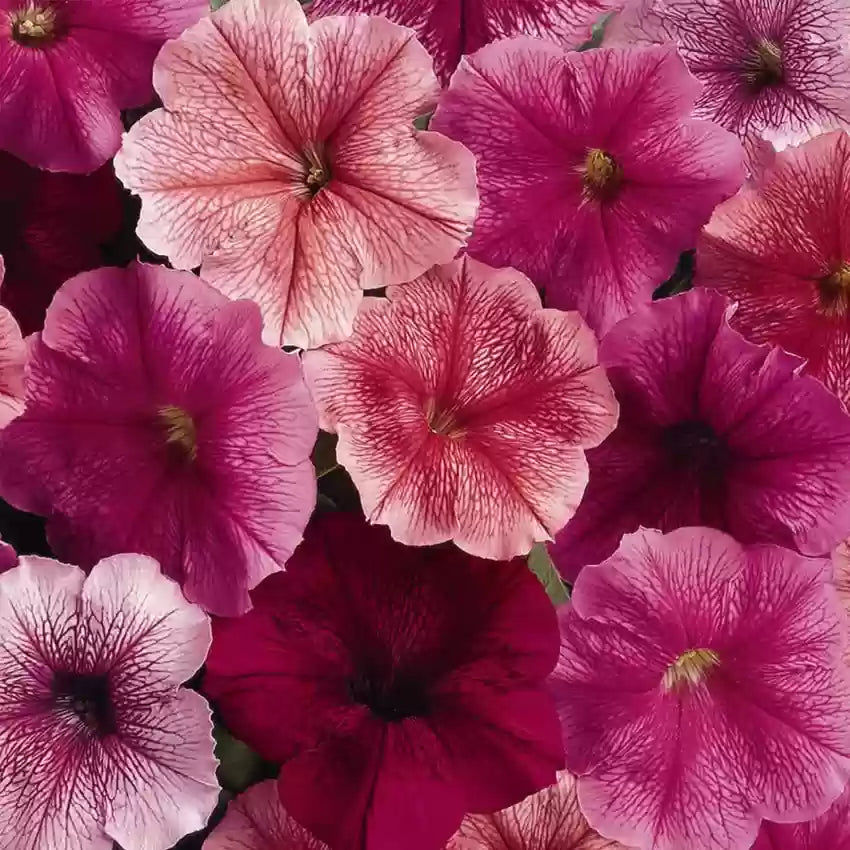 Pink skrå petunia blomsterfrø til plantning 100 stk