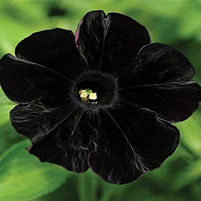 Black Velvet Petunia Flower Seeds for Planting - Heirloom, NON-GMO, Easy to Grow Garden Blooms
