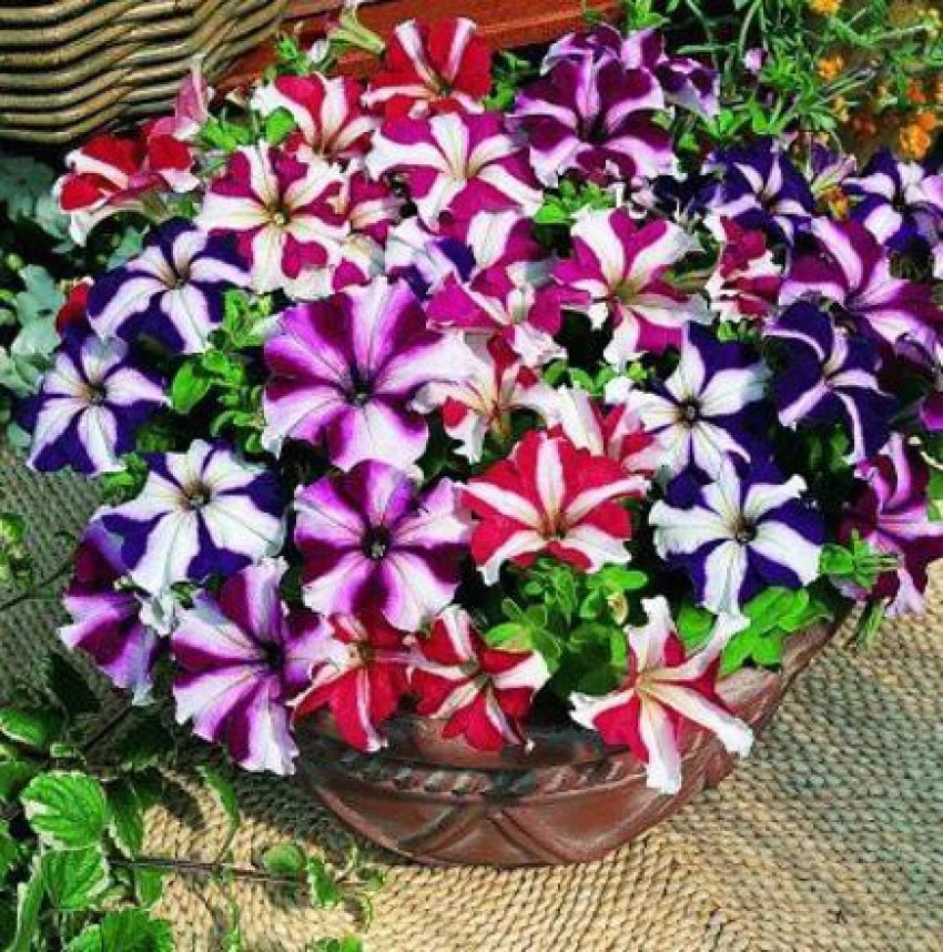 Oblique Petunia Flower Seeds for Planting – Mixed Color, Heirloom Non-GMO High Germination Organic Garden Seeds
