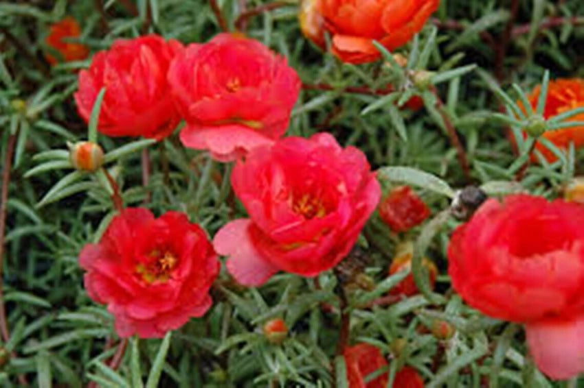 Røde Portulaca blomsterfrø til plantning - 100 stk