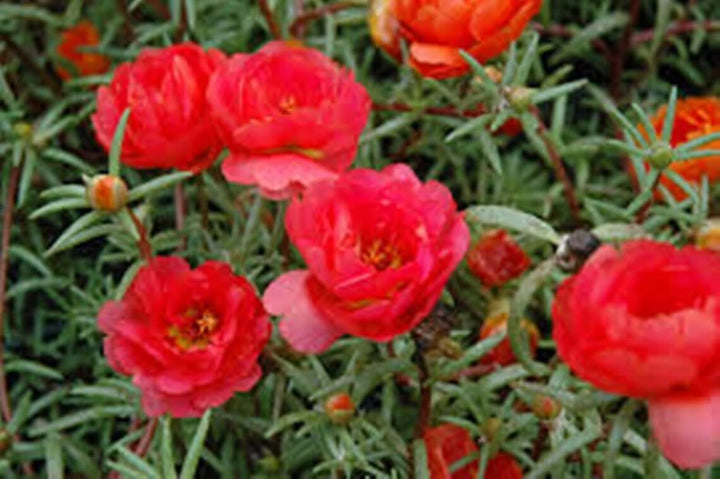 Red Portulaca Flower Seeds for Planting - 100 pcs