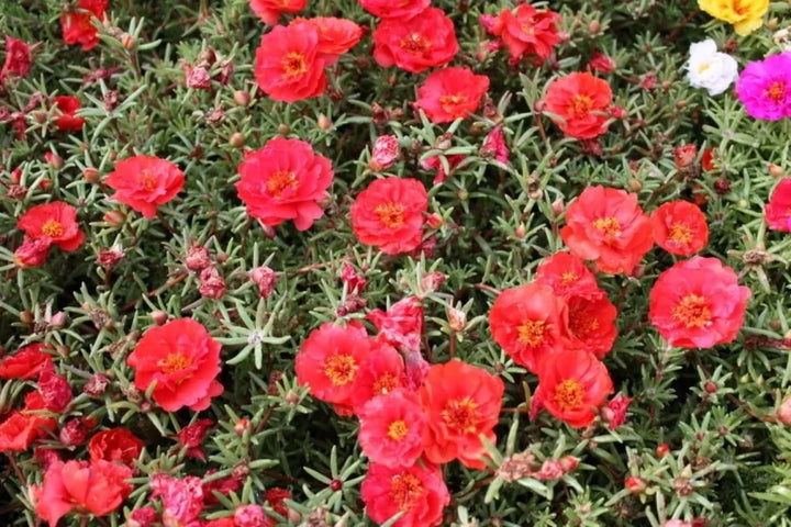 Red Portulaca Flower Seeds for Planting - 100 pcs