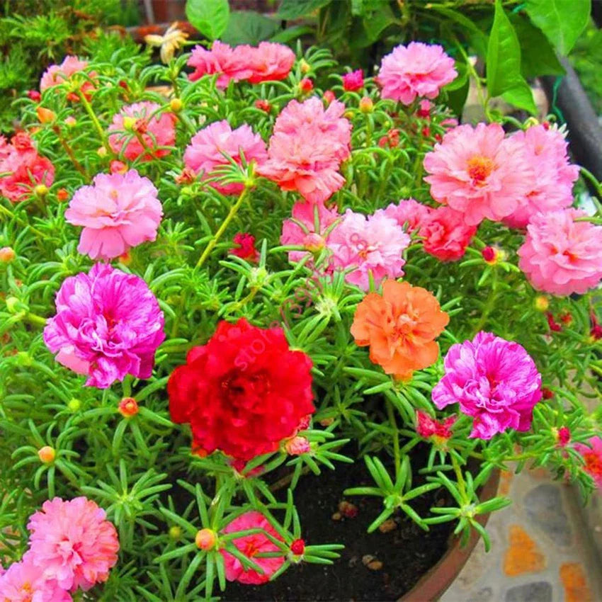 pink edged flower seeds