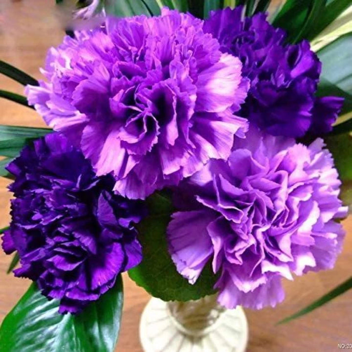 Violet Carnation Flower Seeds – Heirloom Non-GMO Flower Seeds for Planting
