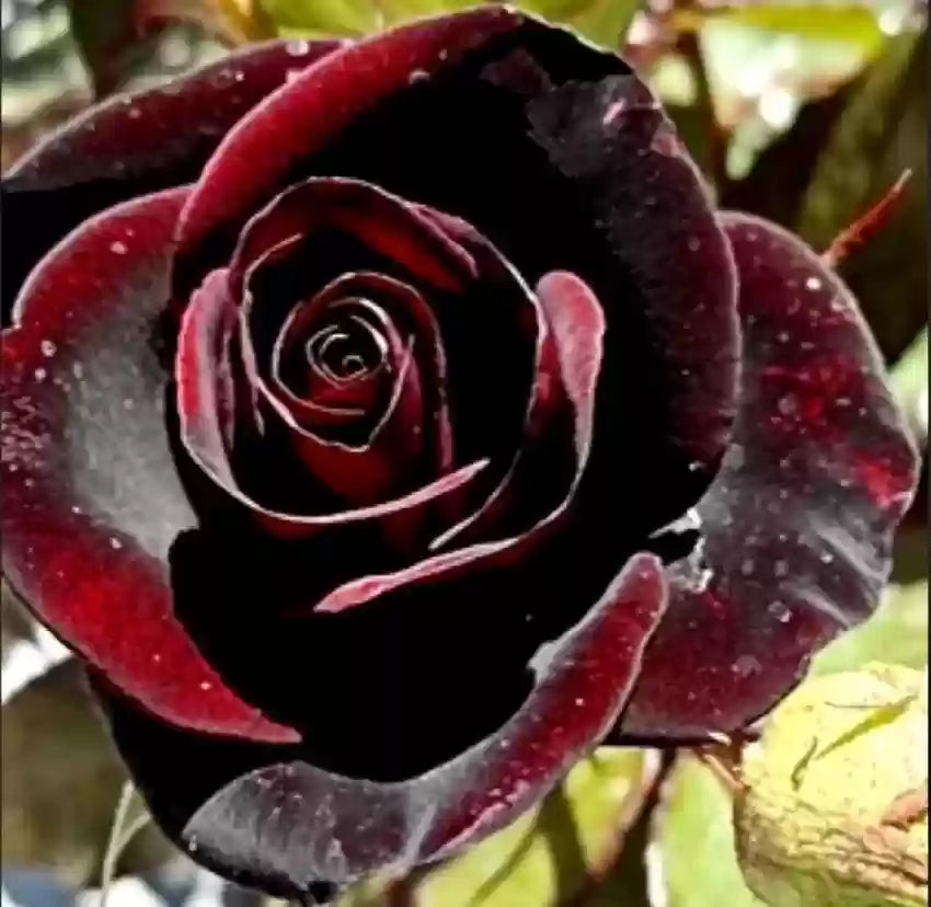 Black Red Rose Flower Seeds - 100 pcs