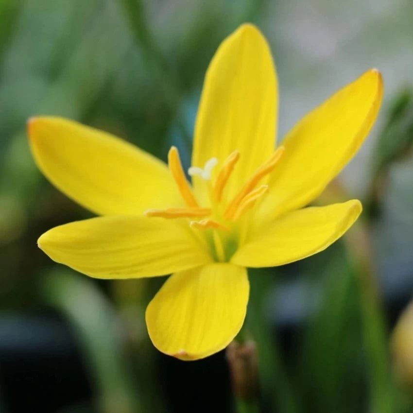 yellow heirloom flower seeds