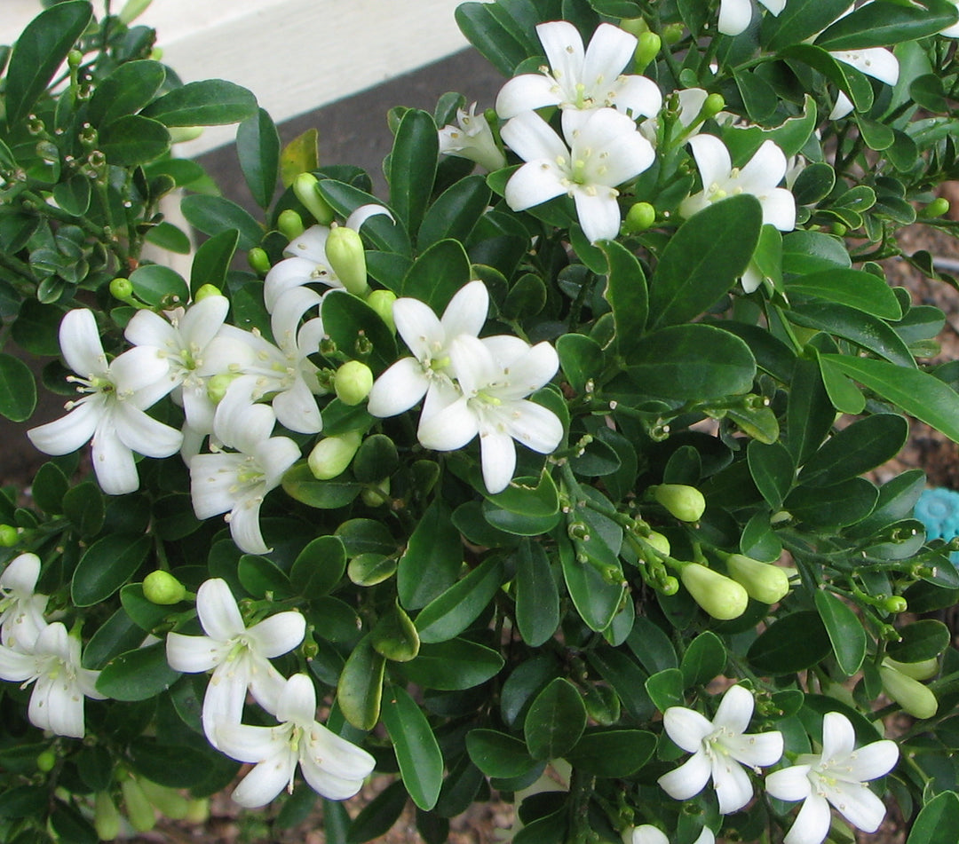 Murraya Paniculata Blomsterfrø til udplantning 100 stk