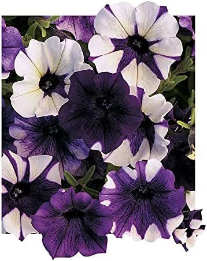 wave petunia flower seeds Shock WAVE Purple TIE DYE