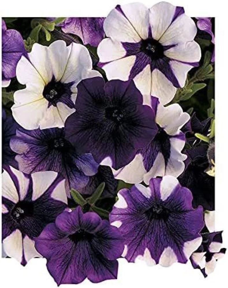 purple shock flower seeds