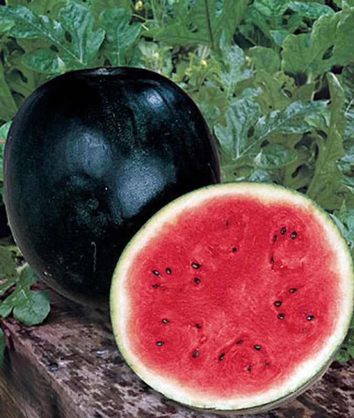Sugar Baby Watermelon Seeds for Planting – Heirloom, Non-GMO, Sweet Mini Melons for Home Gardens