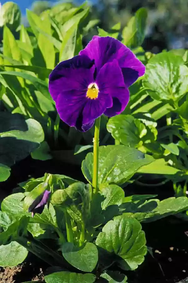 Violblomsterfrø til udplantning, 100 stk