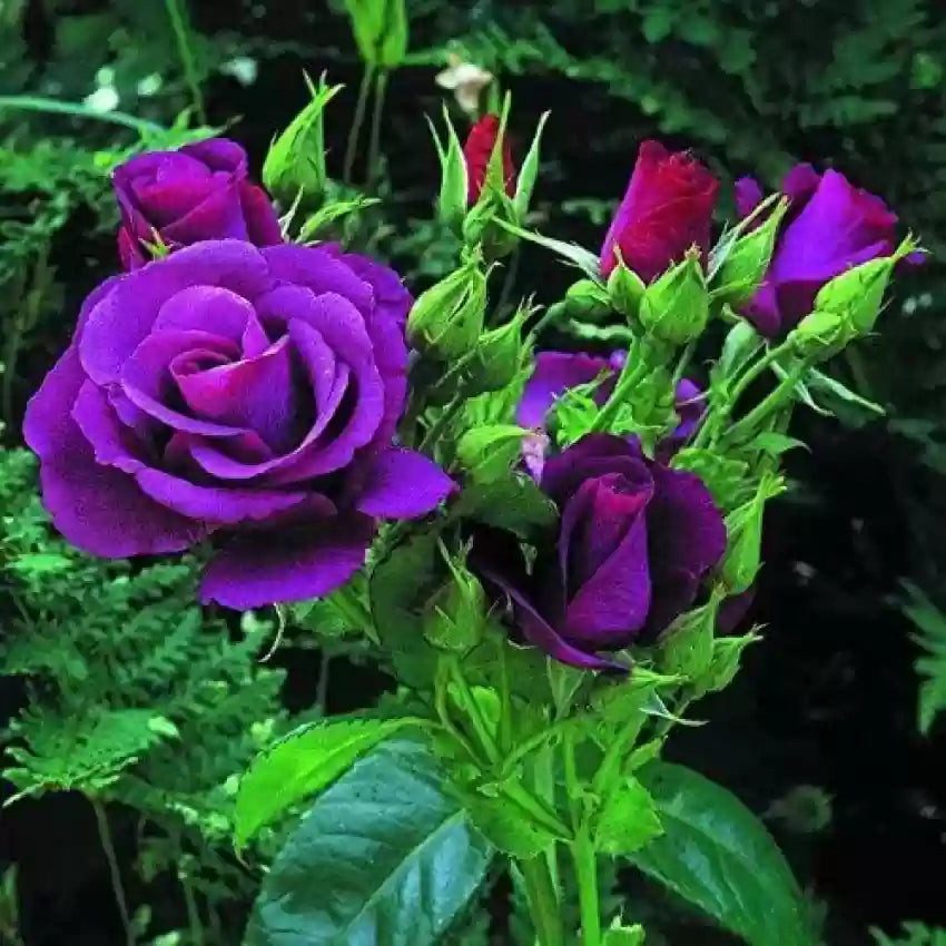 Purple Rose Flower Seeds for Planting, 100 pcs