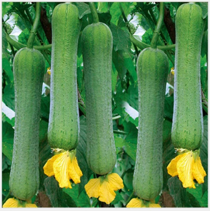 Heirloom Non-GMO Luffa Flower Seeds for Planting – 100 pcs | Versatile Garden Blooms & Sponges