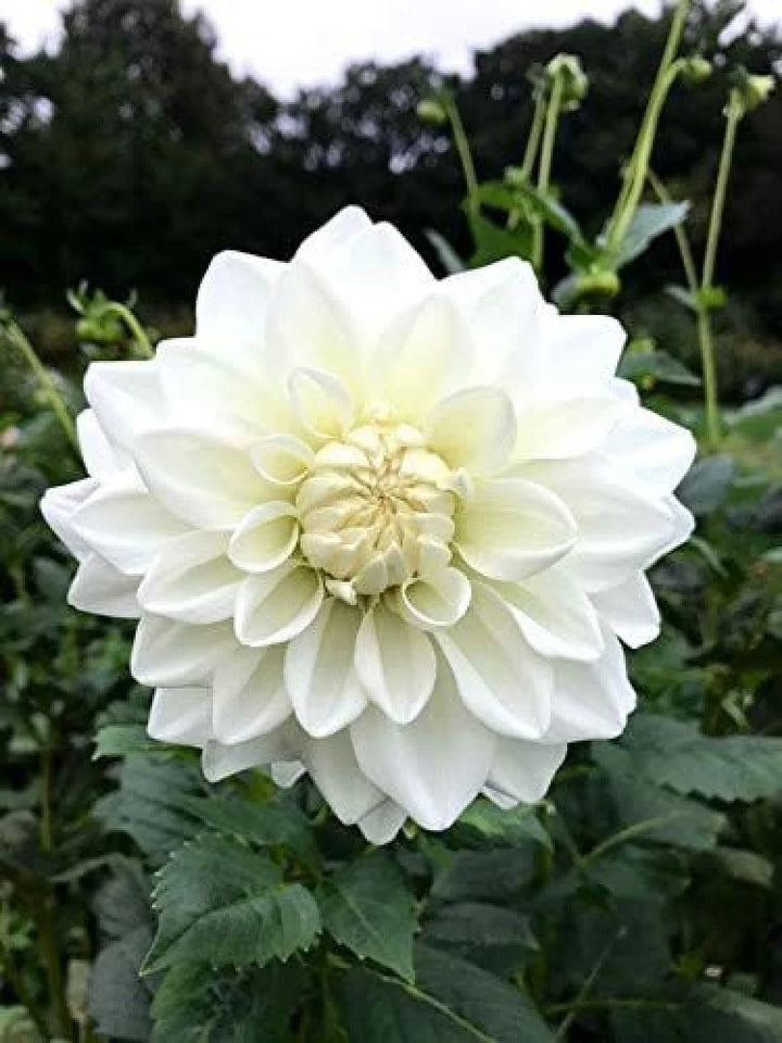 Hvide Svane Dahlia Blomsterfrø til udplantning, 100 stk