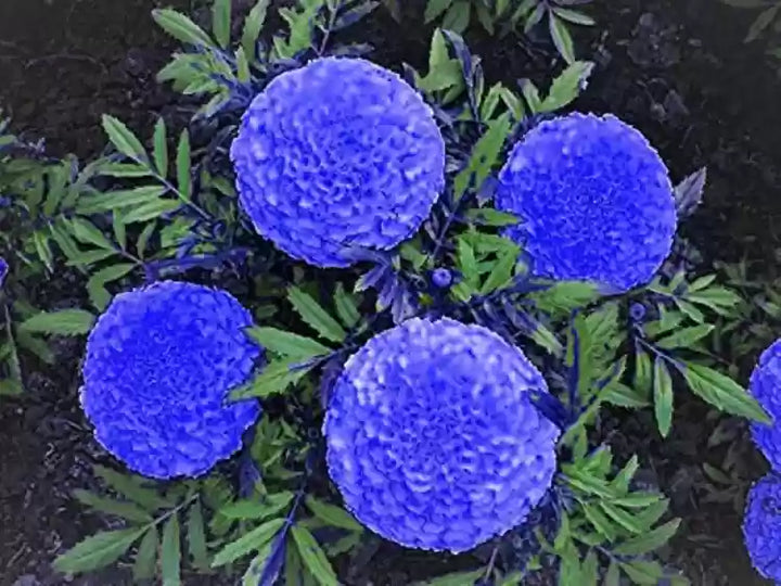 Heirloom Non-GMO Marigold Flower Seeds for Planting – Vibrant Blooms for Garden & Pots