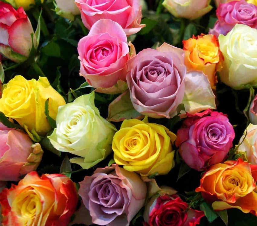 rose tree flower seeds