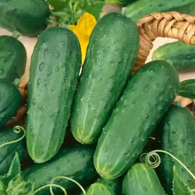 Organic Cucumber Grape Profi F1 Seeds, Vegetable Seeds for planting - Heirloom Seeds