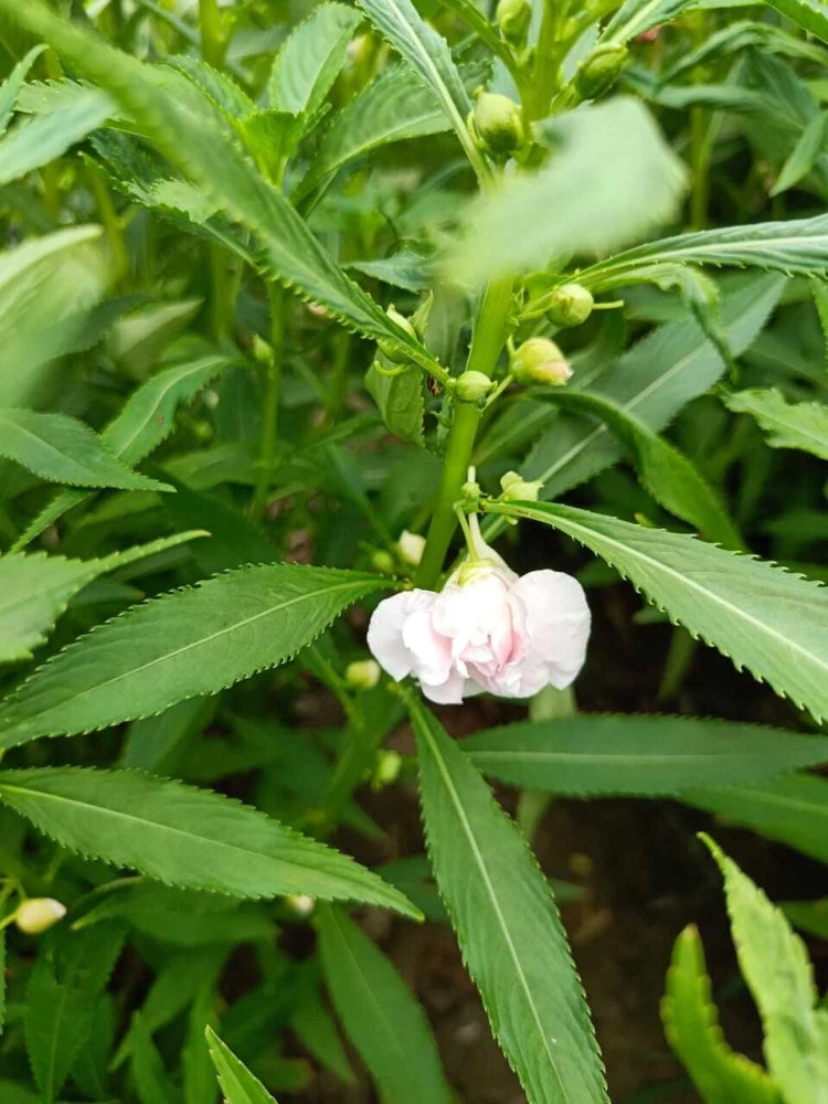 Hvid Balsam Camellia Blomsterfrø - 100 stk