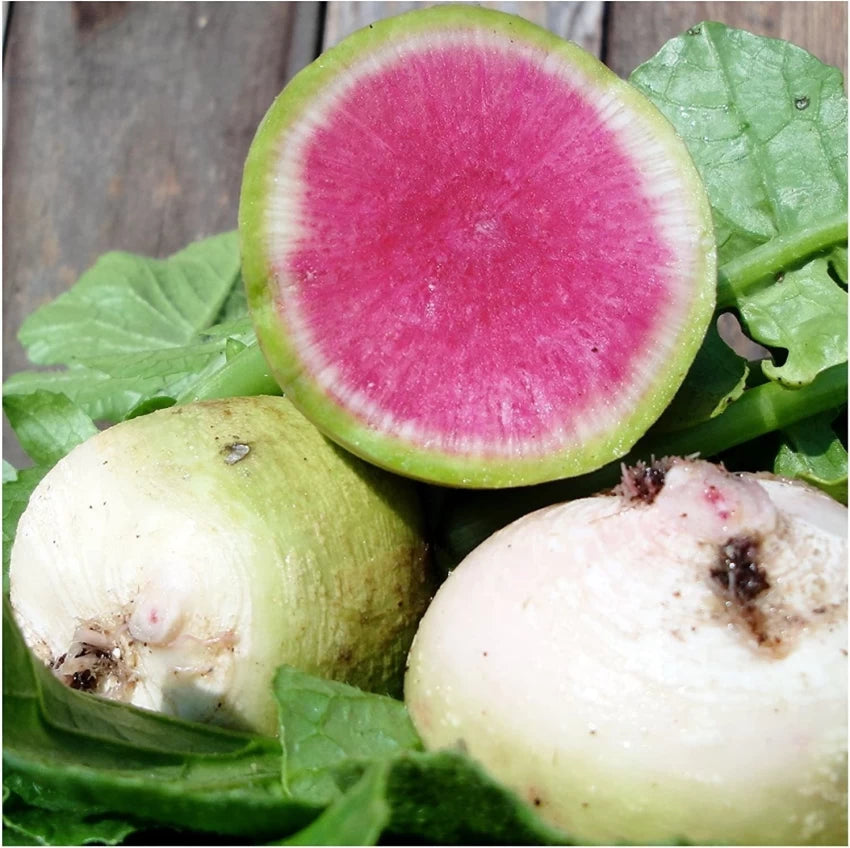 Watermelon Radish Fruit Seeds for Planting – Green, Crisp, and Nutritious, Heilroom Seeds