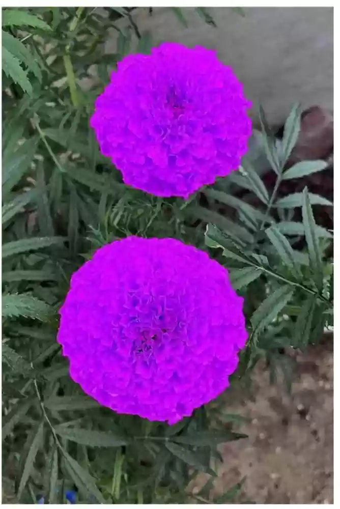 Purple Marigold Flower Seeds for Planting - 100 pcs