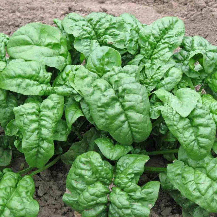 Noble Giant Spinach Seeds Heirloom Non-GMO Vegetable Seeds  for Planting