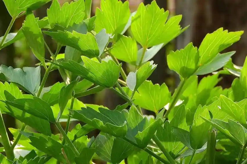 Lovage Herb Seeds for Planting – Heirloom, Non-GMO Seeds for Medicinal and Culinary Gardens