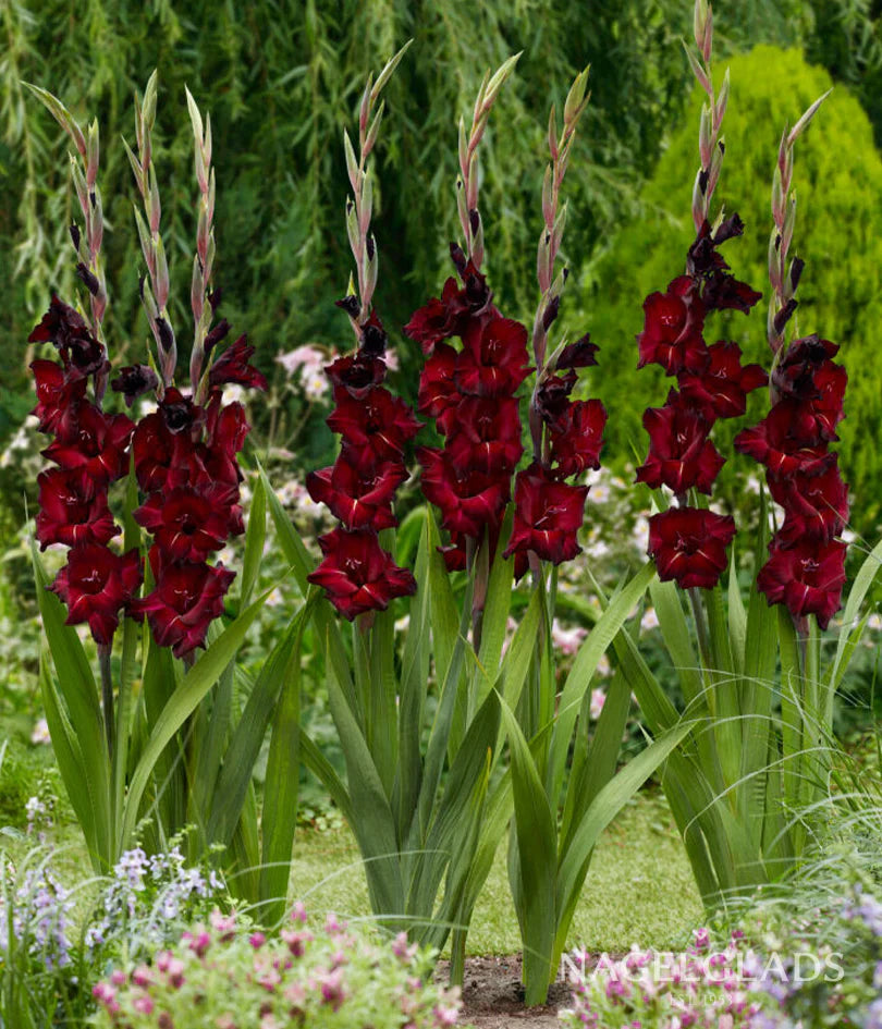 gladiolus bulbs flower seeds