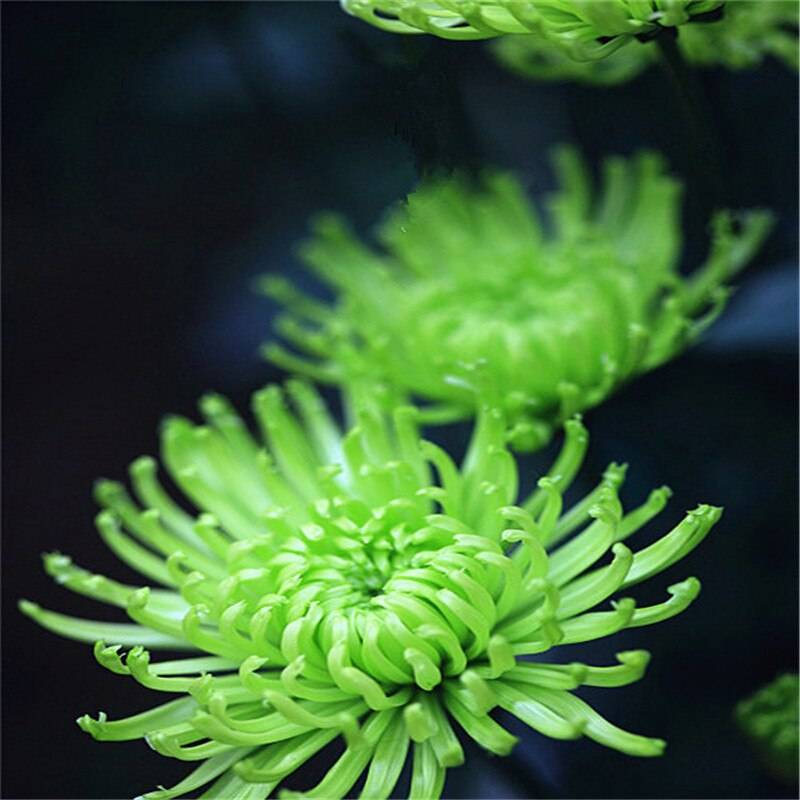 Green Spider Chrysanthemum Flower Seeds for Planting 100 pcs