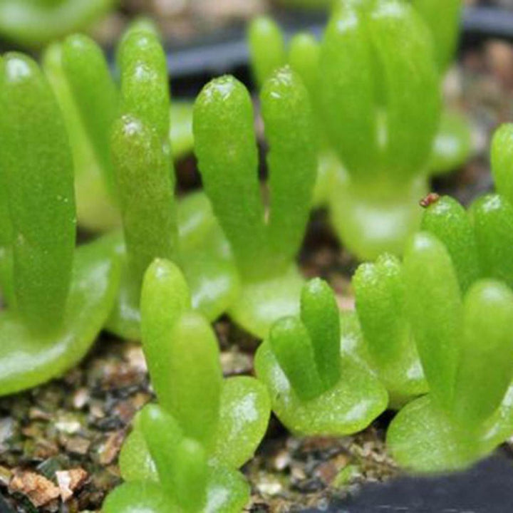 Dicrocaulon Ramulosum Flower Seeds for Planting – Heirloom, Non-GMO Organic Garden Seeds with High Germination