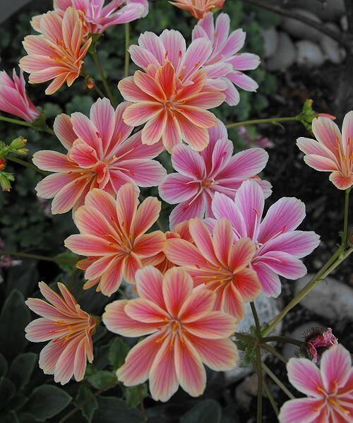 Heirloom Lewisia Cotyledon Flower Seeds, Non-GMO Colorful Rock Garden Blooms for Planting