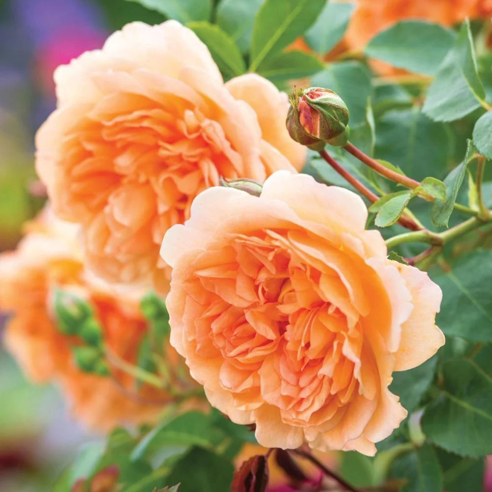 Fresh Double Petal English Rose Seeds for Planting, Light Orange 100 pcs